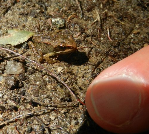 new wood frog